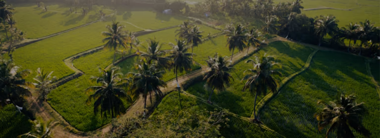 Palm trees and fields seen from above.