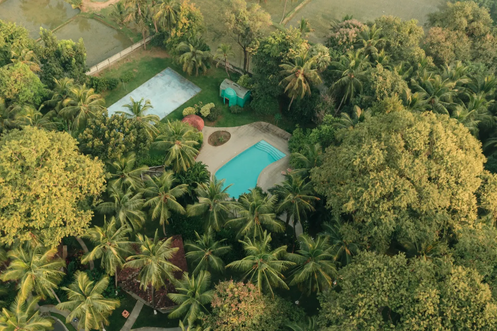 Veduta aerea più ampia della piscina tra le chiome degli alberi, con le risaie visibili oltre il muro di cinta; luce mattutina velata