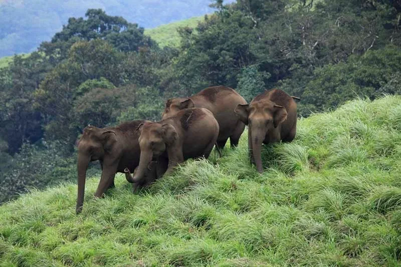ケーララでの野生動物観察ドライブ