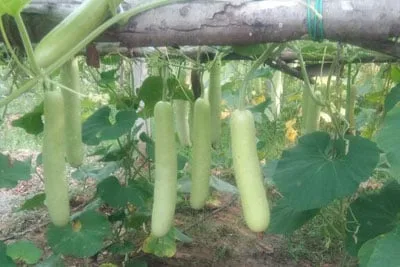 緑の葉が茂る菜園で、木製の棚からぶら下がるユウガオ
