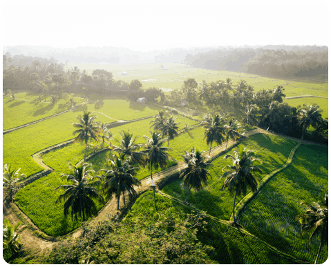 Wellness Treatment Kerala